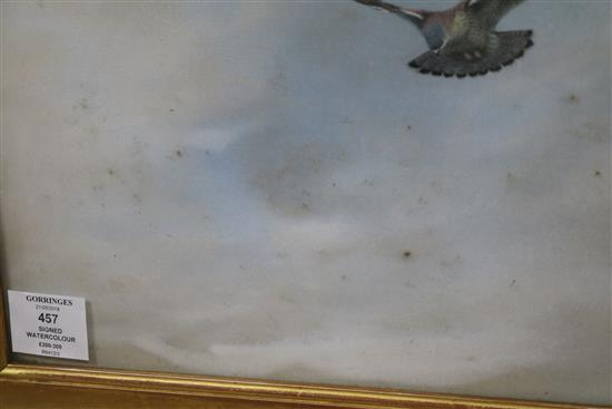 George Edward Lodge (1860-1954), watercolour, Kestrel in flight, Rembrandt Gallery Exhibition label verso dated 1909, 26 x 40cm